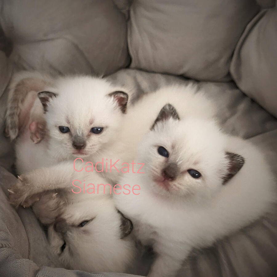 Tanya Puc's Litter at CattyKatz